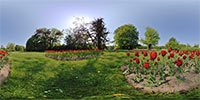 Tulpenbeete