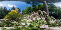 blühender Rhododendron in der Rhododendronschlucht